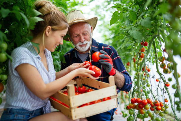 Are Tomatoes Good For Men’s Erectile Dysfunction