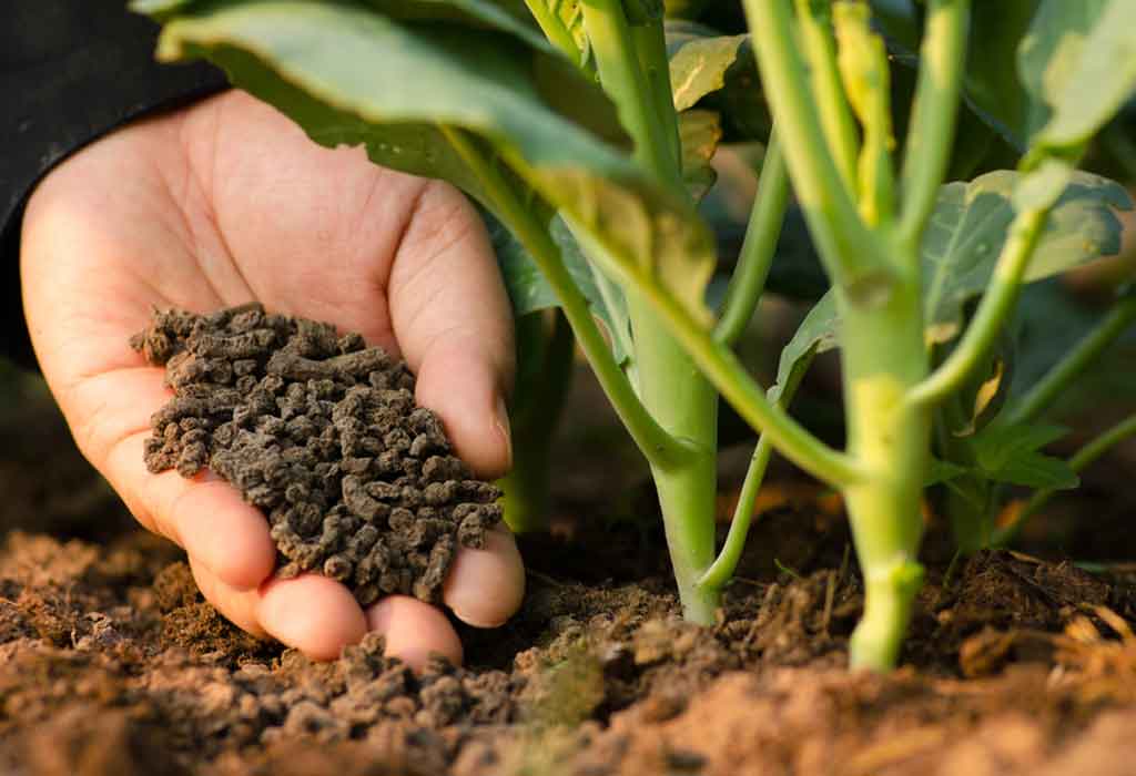 Buy Fertilizer Online in Pakistan with Zaraee: Enhancing Crop Yield Efficiently